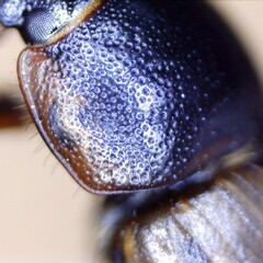 Melinopterus sphacelatus