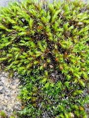 Schistidium crassipilum