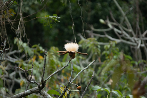 Pseudobombax millei