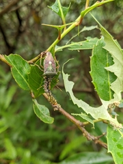 Eocanthecona formosa