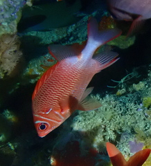 Sargocentron caudimaculatum