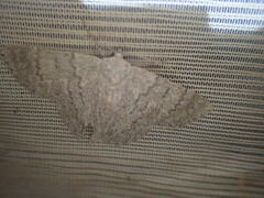 Crypsiphona ocultaria