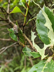 Eocanthecona formosa