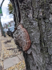 Agrobacterium radiobacter