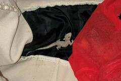 Hemidactylus mabouia