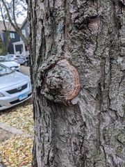 Agrobacterium radiobacter