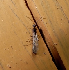 Tetraponera