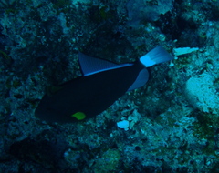 Melichthys vidua