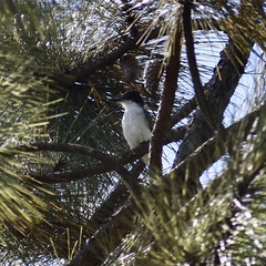 Tyrannus caudifasciatus