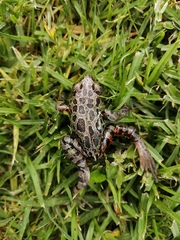 Hylambates maculatus