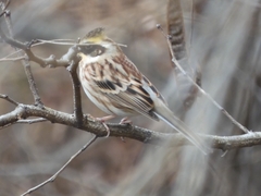 Emberiza elegans