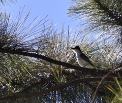 Tyrannus caudifasciatus