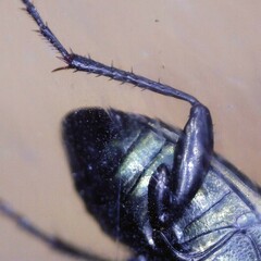 Poecilus cupreus