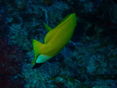 Apolemichthys trimaculatus