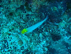 Valenciennea strigata