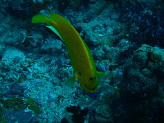 Apolemichthys trimaculatus