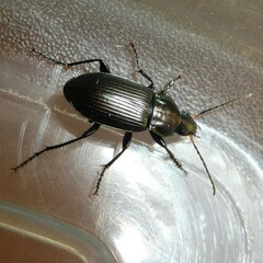 Poecilus cupreus