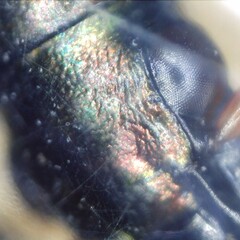 Poecilus cupreus