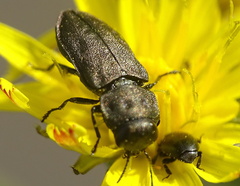 Anthaxia quadripunctata