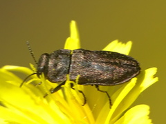 Anthaxia quadripunctata