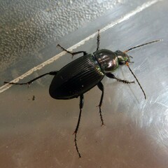 Poecilus cupreus