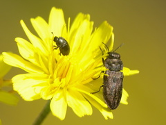 Anthaxia quadripunctata