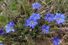 Gentiana arisanensis