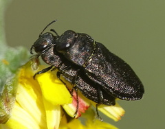 Anthaxia quadripunctata