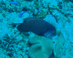 Novaculichthys taeniourus