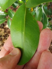 Annonaceae