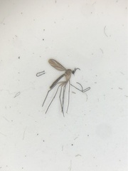 Keroplatidae
