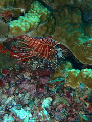 Pterois antennata