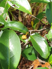 Annonaceae