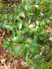 Annonaceae
