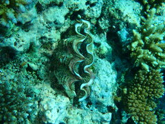 Tridacna noae