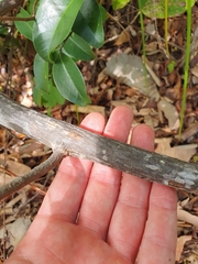 Annonaceae
