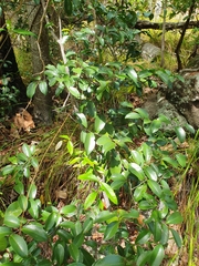 Annonaceae