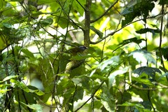 Myiothlypis coronata