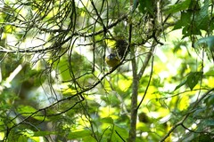 Myiothlypis coronata