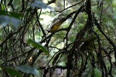 Myiothlypis coronata