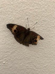 Junonia zonalis
