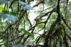 Myiothlypis coronata