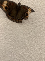 Junonia zonalis