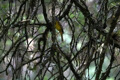 Myiothlypis coronata