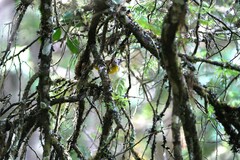 Myiothlypis coronata