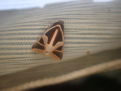 Xenogenes gloriosa