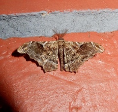 Hyposidra violescens