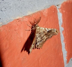 Hyposidra violescens