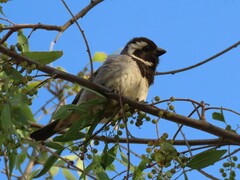 Passer melanurus melanurus