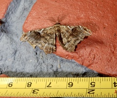 Hyposidra violescens